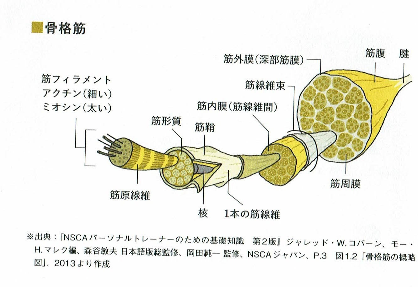 骨格筋の概略図