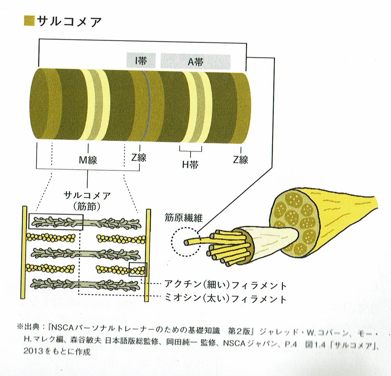 サルコメア（筋節）の概略図